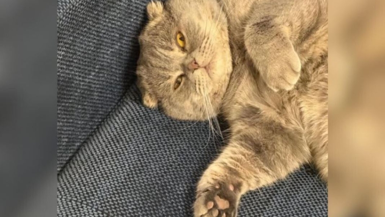 Βέλγιο: Viral η γάτα «Μάξιμους» του πρωθυπουργού