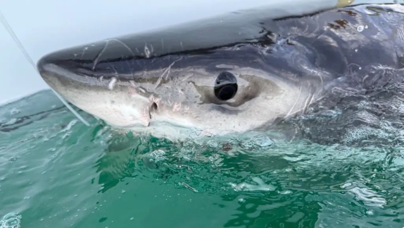Λευκός καρχαρίας ταξιδεύει από τον Καναδά στην Βιρτζίνια για τα Χριστούγεννα