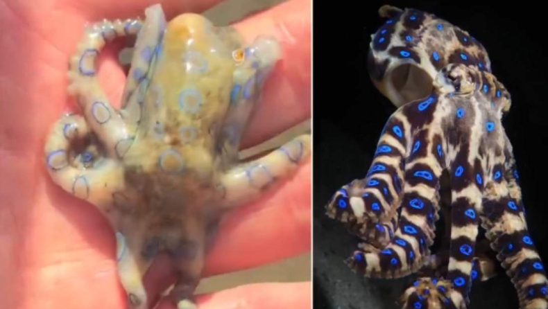 Ο τουρίστας είχε άγνοια και... άγιο: Έπιασε με γυμνά χέρια ένα από τα πιο δηλητηριώδη πλάσματα της γης (vid)