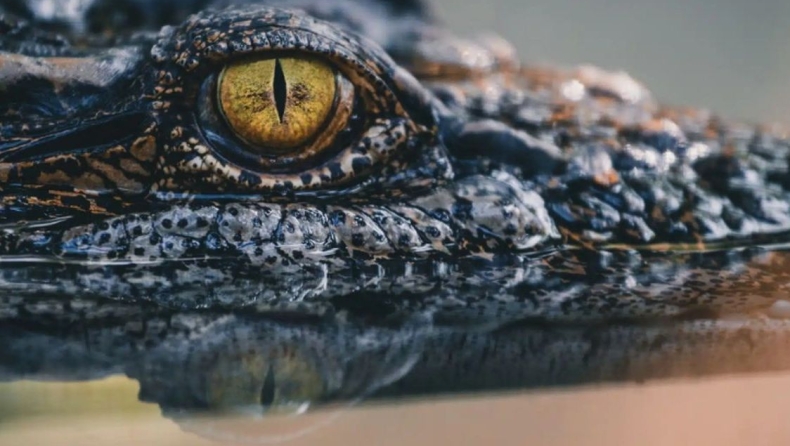 Οι επιστήμονες μόλις ανακάλυψαν τι κρύβεται μέσα σε ένα 3.000 ετών μουμιοποιημένο κροκόδειλο