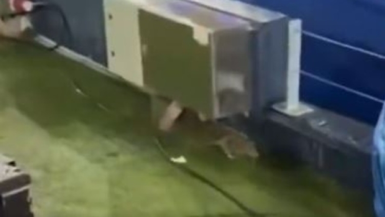 Μπαρτσελόνα: Αρουραίοι έκοβαν βόλτες στο «Καμπ Νόου» (vid)