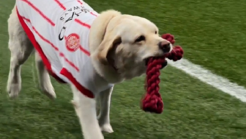 Τζιρόνα: Η υπέροχη υποδοχή της σκυλίτσας, Κάνια, στην Οσασούνα