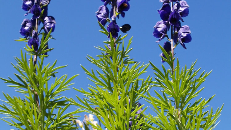 Aconitum napellus: Το τοξικό φυτό που μοιάζει με μαϊντανό και σκοτώνει