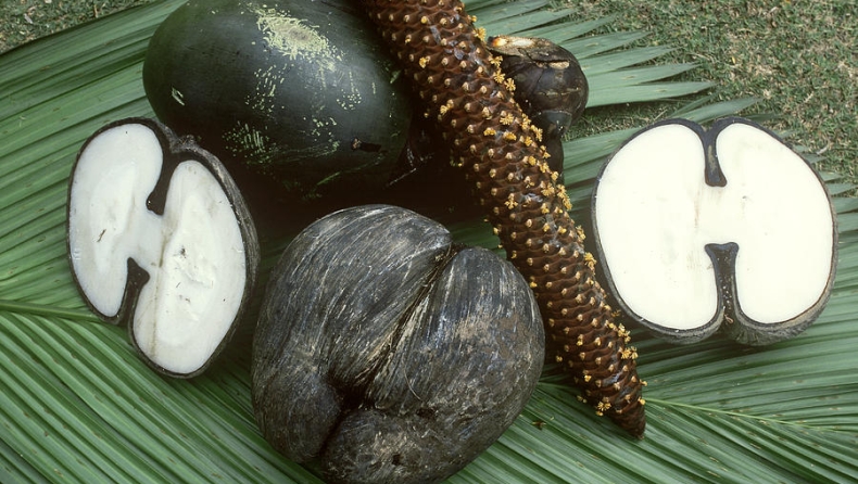 Ο μεγαλύτερος σπόρος στη Γη ζυγίζει 30 κιλά - Το εντυπωσιακό «coco de mer» των Σεϋχελλών
