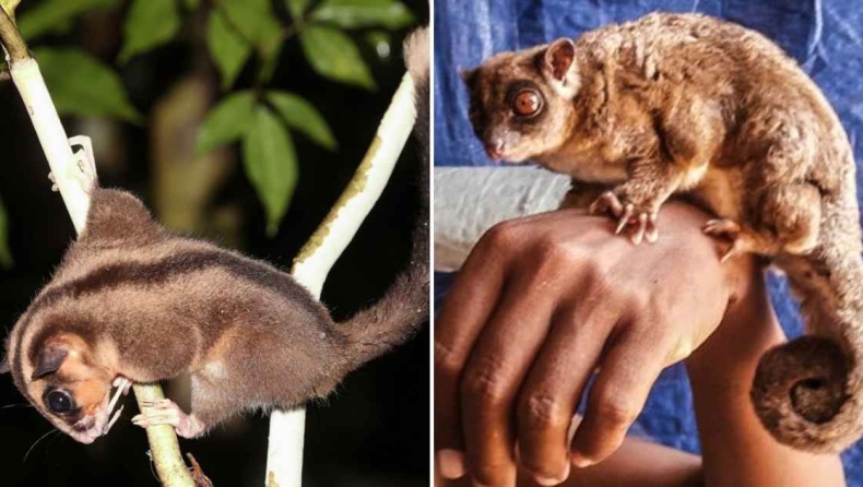 Νέα Γουινέα: Βρέθηκαν ζωντανά δύο μαρσιποφόρα που θεωρούνταν εξαφανισμένα εδώ και 6.000 χρόνια