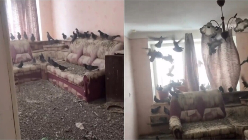 Ρώσος άφησε το παράθυρο ανοιχτό για 3 χρόνια και το διαμέρισμά του έγινε αποικία περιστεριών (vid)