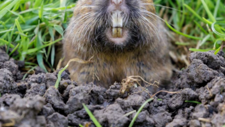 Πείραμα 40 ετών: Πώς τα τρωκτικά «αναγέννησαν» κατεστραμμένες από ηφαίστειο περιοχές