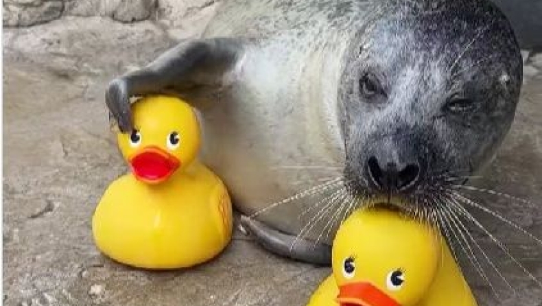 ΗΠΑ: Φώκια 32 ετών λατρεύει τα πλαστικά παπάκια και γίνεται viral