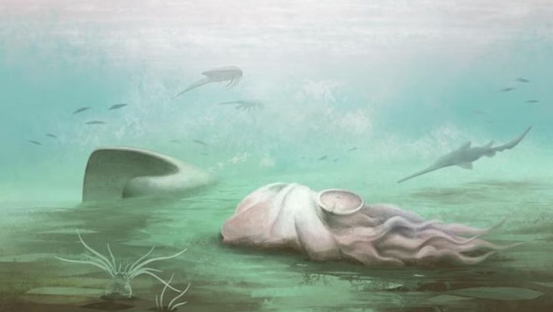 Το «γηραιότερο» χταπόδι στον κόσμο δεν είναι... χταπόδι: Οι επιστήμονες έλυσαν έναν γρίφο δεκαετιών