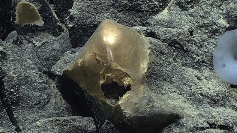 Λύθηκε το μυστήριο του «χρυσού αυγού»: Οι επιστήμονες εντόπισαν τελικά την πραγματική του ταυτότητα