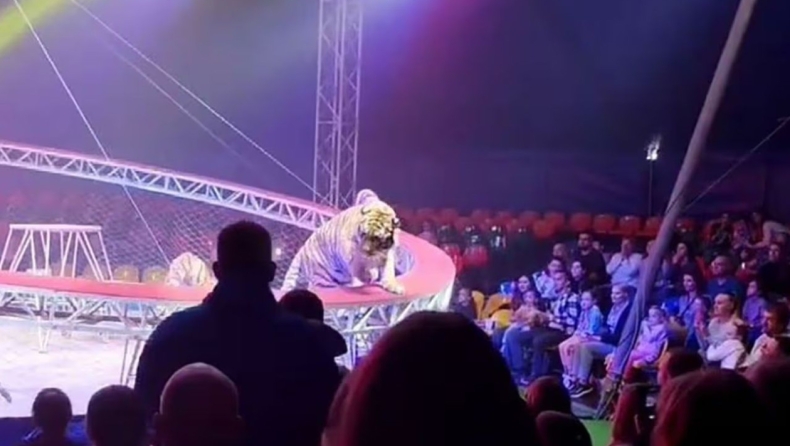 Τρόμος σε τσίρκο: Τίγρης ξέφυγε από το κλουβί και πήδηξε στο κοινό (vid)