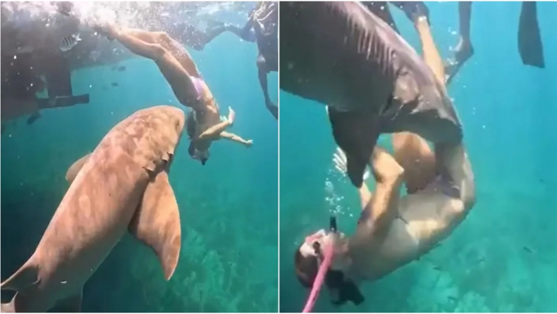 Εφιάλτης στον βυθό της Βραζιλίας: Η στιγμή που καρχαρίας αρπάζει 36χρονη από το πόδι (vid)