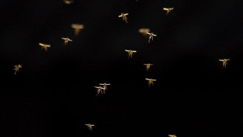 Η μόνη χώρα στον κόσμο που δεν είχε κουνούπια, υπέκυψε: «Το τελευταίο οχυρό έπεσε»