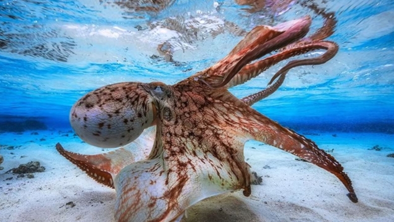 Χταπόδι-γίγας πιθανότητα να έζησε στις θάλασσες: Η ανακάλυψη των επιστημόνων που ζωντανεύει τον μύθο