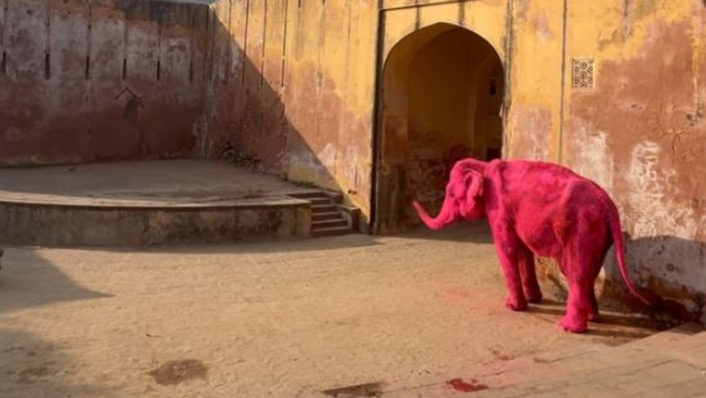 Οργή στην Ινδία με Ρωσίδα φωτογράφο: Έβαψε ροζ ελέφαντα και πέθανε τέσσερις μήνες μετά (vid)