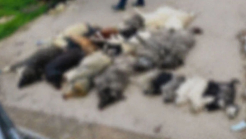 Χαλκιδική: Μαζική δηλητηρίαση 21 σκύλων στον Βάβδο – Οργή και έρευνα για την κτηνωδία