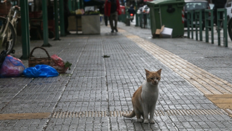Γιατί υπάρχουν τόσες αδέσποτες γάτες στους δρόμους; Η λύση στο πρόβλημα και τα λάθη που γίνονται