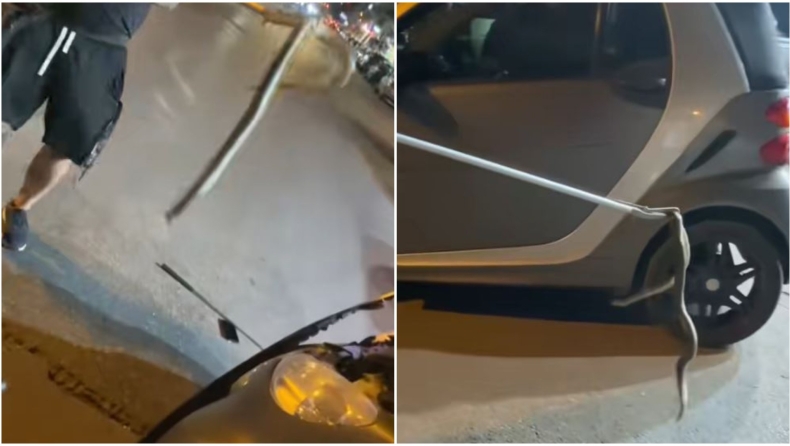 Τα έχασε οδηγός στη Θεσσαλονίκη: Έβγαλε φίδι ενός 