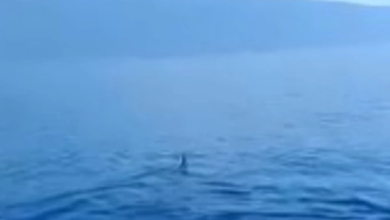 Επιθετικός καρχαρίας μάκο εμφανίστηκε στον Παγασητικό: «Πρόκειται για ένα άγριο ζώο», λέει ειδικός (vid)