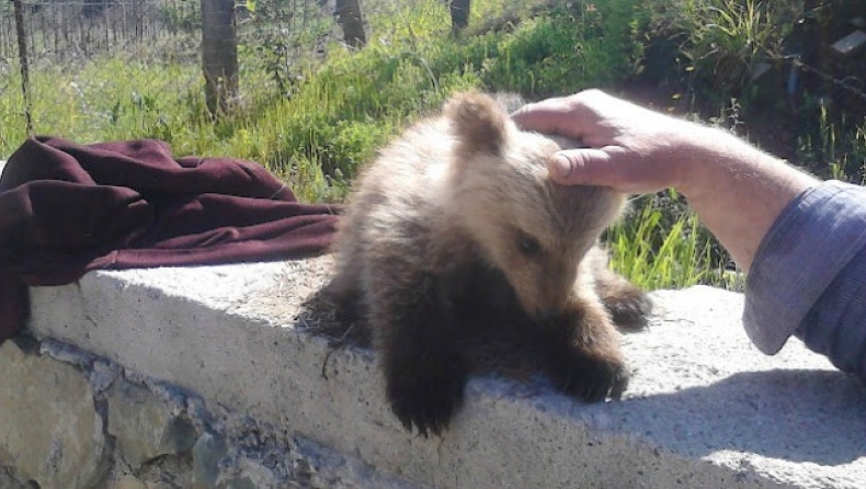 Βρήκαν αρκουδάκι στα Γρεβενά! (pics)