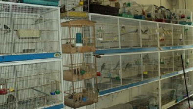 Πιτσιρικάδες έκλεψαν καναρίνια