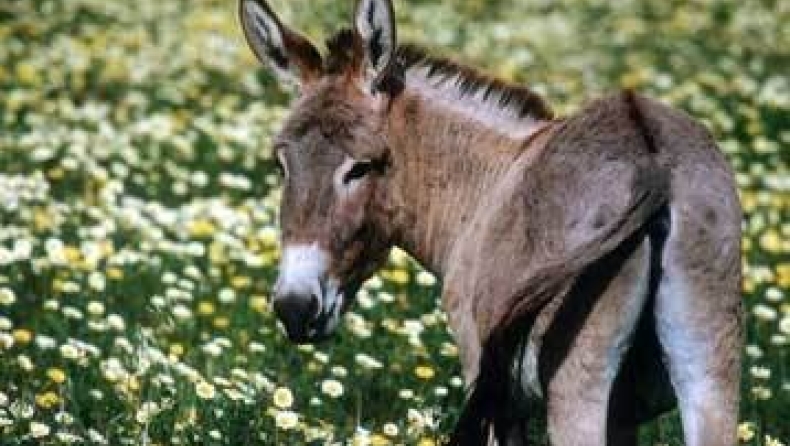 Σεξ με... γαϊδούρι!