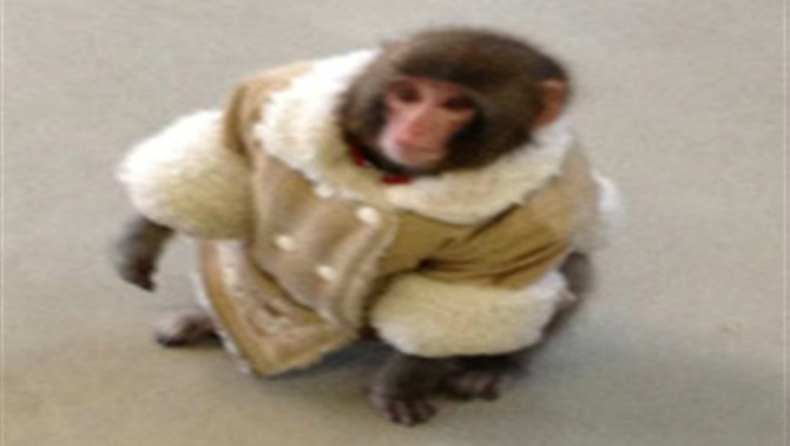 Βολτούλα με μπουφανάκι η μαϊμού (vid)