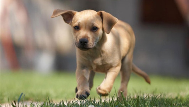 Κρήτη: Κρετίνος πυροβολούσε αδέσποτα σκυλιά!