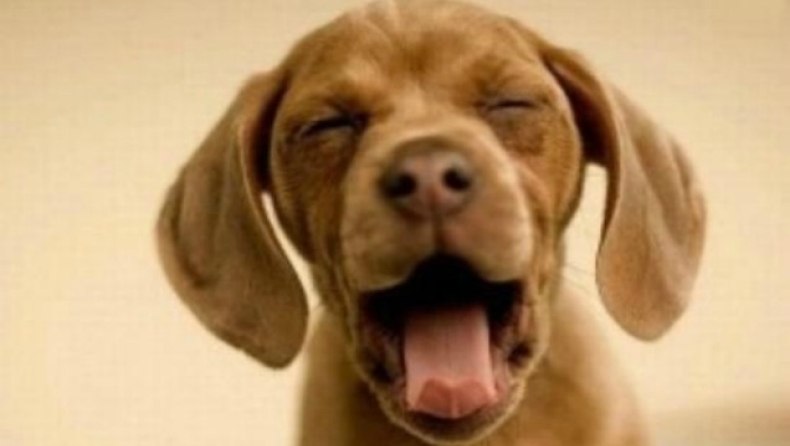 Σκύλος με 2 εκατ.€