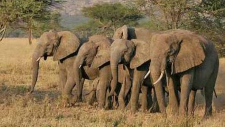 Λαθροκυνηγοί σκότωσαν οικογένεια 11 ελεφάντων