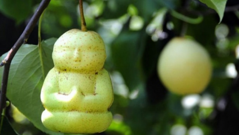 Αχλάδια σε σχήμα μωρού