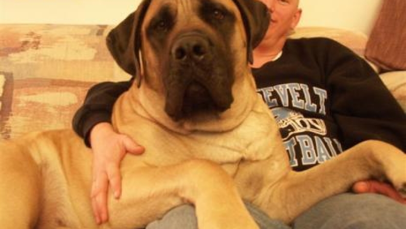 Τα μεγαλύτερα σκυλιά του κόσμου (pics)