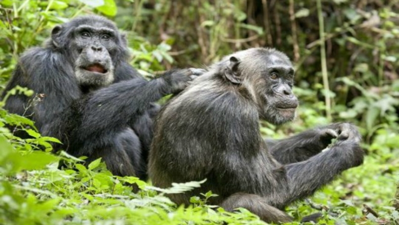 Μπαμπουίνοι με... ορεξούλες