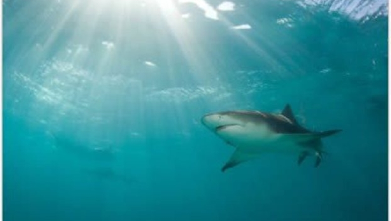 Kαρχαρίες εναντίον καρκίνου