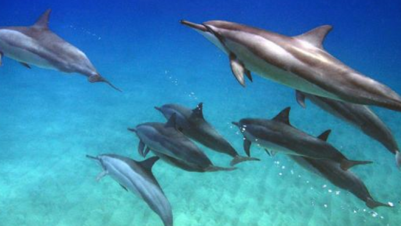 Δελφίνι κουβαλά και κηδεύει το νεκρό μωρό του (pics)