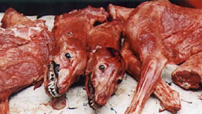 Σοκ: Πουλούσαν σκοτωμένα σκυλιά