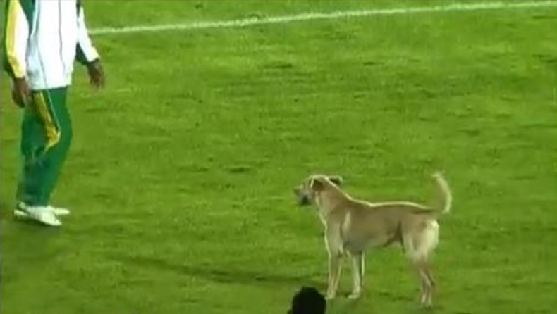 Ο... βιρτουόζος σκύλος! (video)