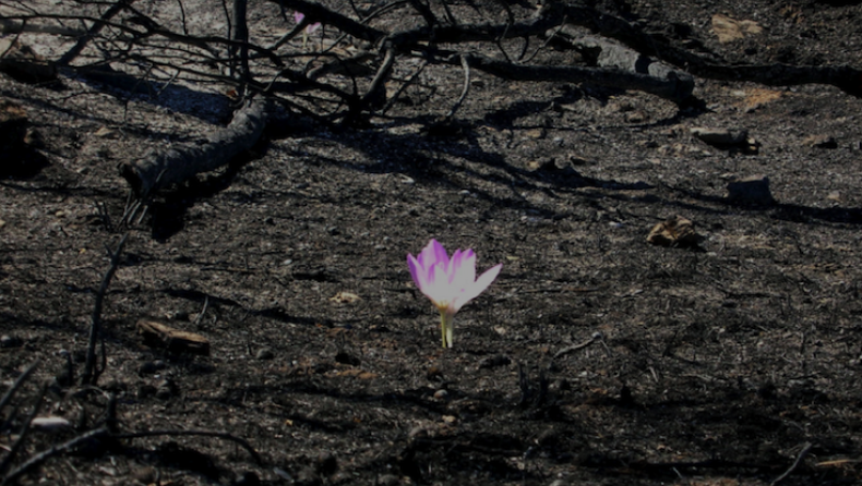 Η Ελλάδα, η Ευρώπη, η Δραχμή και το αύριο...