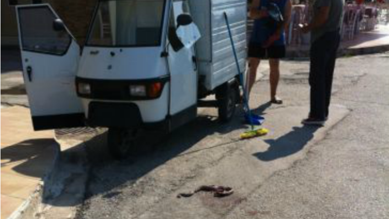 Φίδια στην Αλεξανδρούπολη!