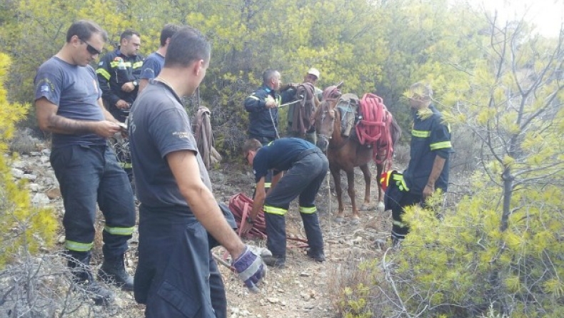 Απίστευτο: Πυρόσβεση με... γαϊδούρια (pics)