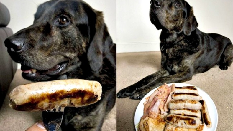 Χορτοφάγος σκύλος! (pics)
