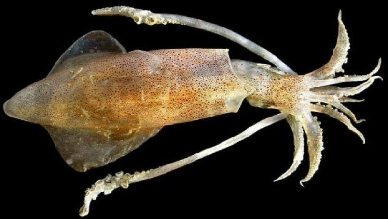 Καλαμάρι άφησε έγκυο ηλικιωμένη