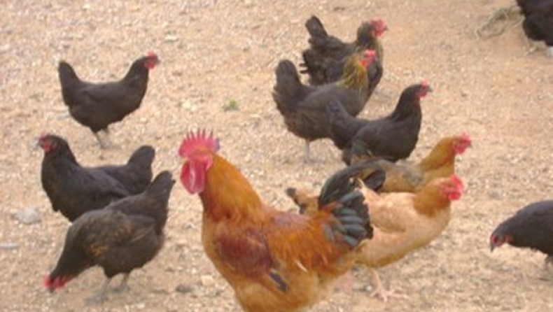 Πήγε να πληρώσει με... κότες!