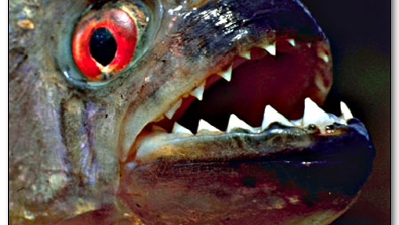 Πιράνχας μισό μέτρο στον Έβρο!