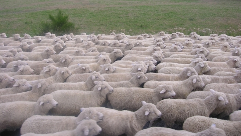 Τα πρόβατα έφαγαν τη... χασισοφυτεία!