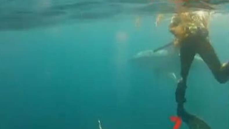 Τετ-α-τετ με λευκό καρχαρία! (vid)