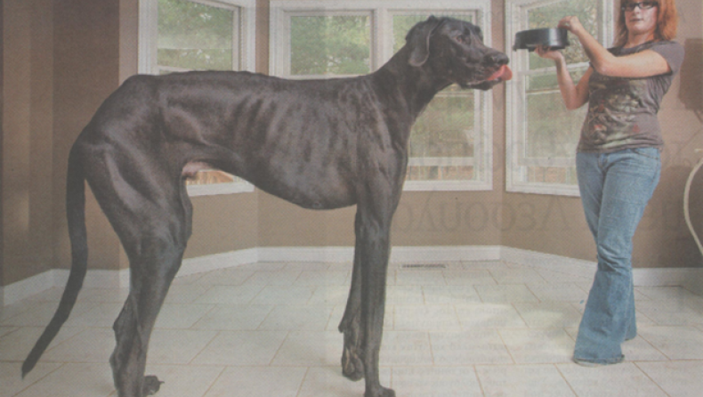 Σκύλος που φτάνει τα... 2μ.23!