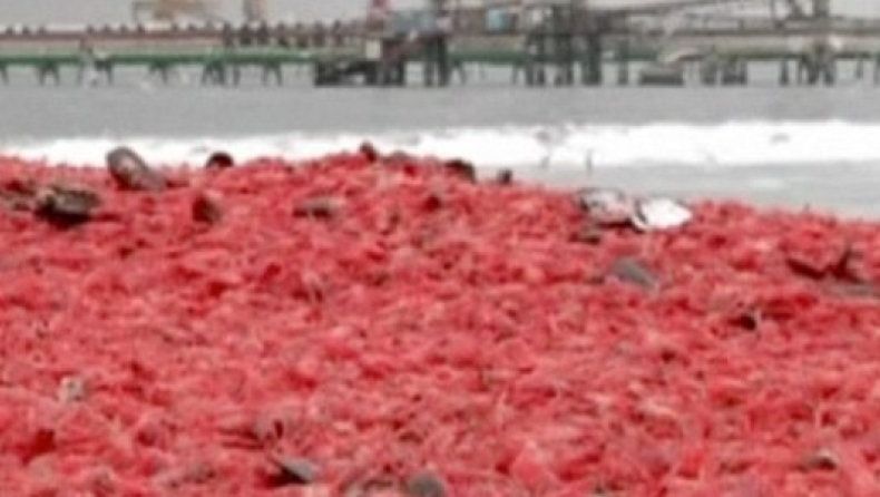 Ξεβράστηκαν εκατομμύρια νεκρές γαρίδες