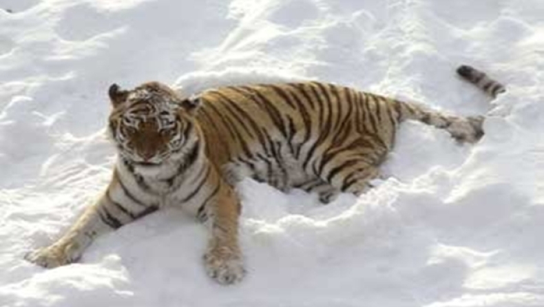 Επίθεση τίγρης σε άνθρωπο!