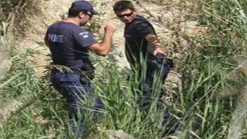 Χασισοφυτεία κοντά σε παιδικές κατασκηνώσεις!